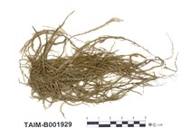 藏品(細枝水苔)的圖片